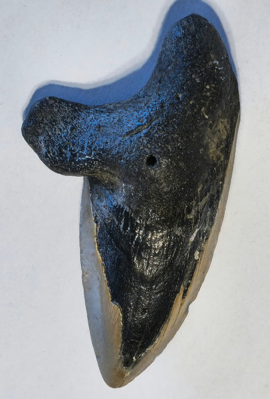 4.33" Pathalogical-Deformed Megalodon Tooth