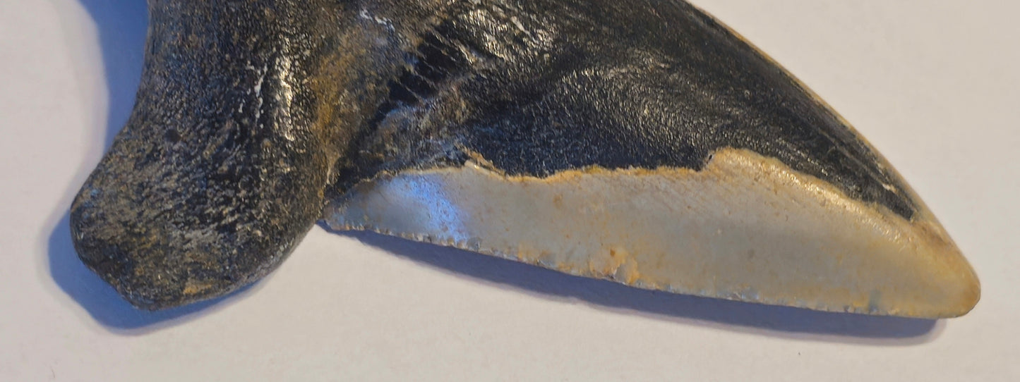 4.33" Pathalogical-Deformed Megalodon Tooth