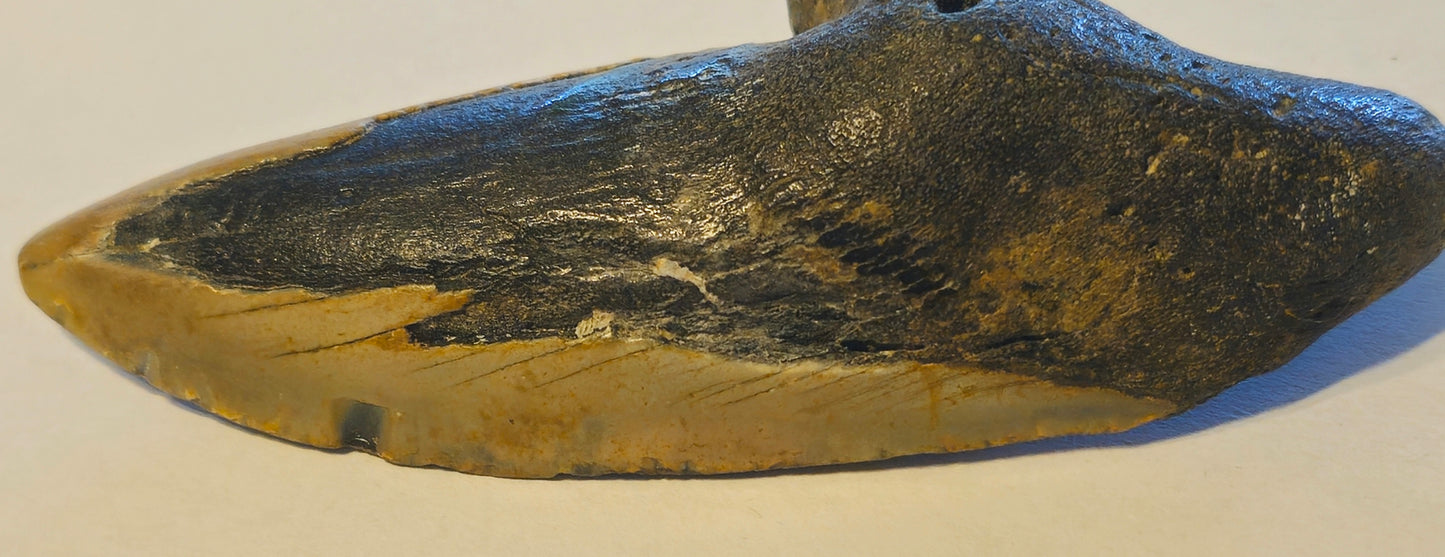 4.33" Pathalogical-Deformed Megalodon Tooth