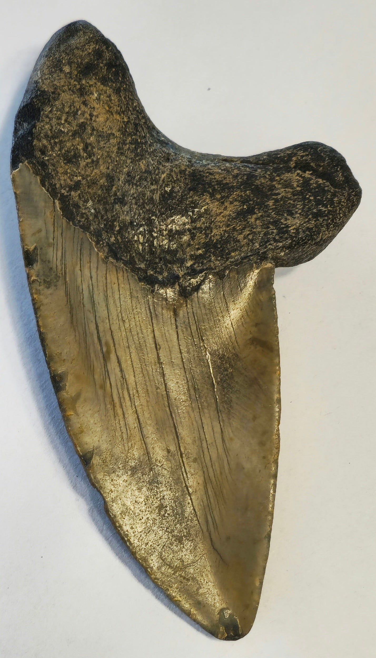 4.33" Pathalogical-Deformed Megalodon Tooth