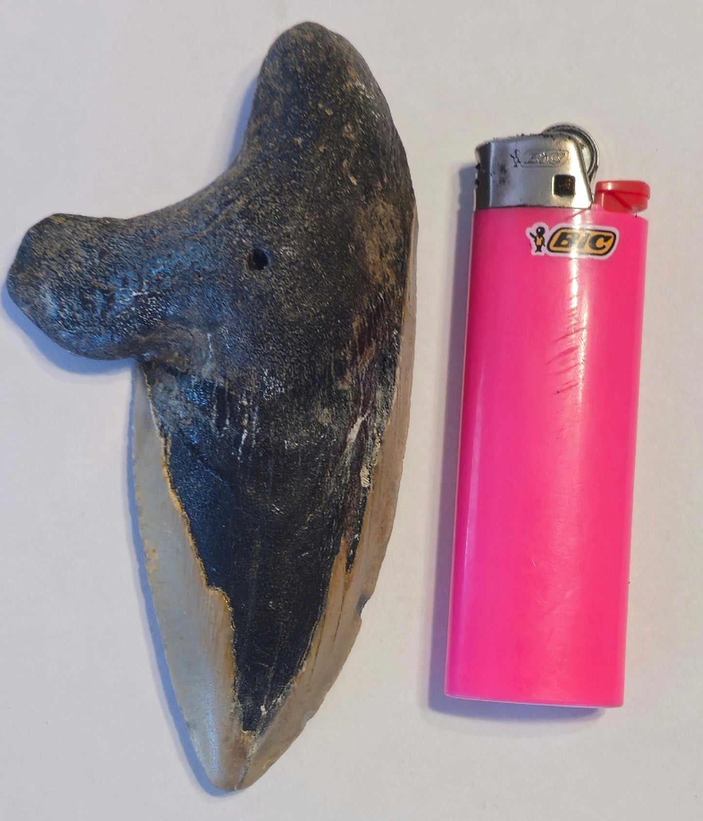 4.33" Pathalogical-Deformed Megalodon Tooth