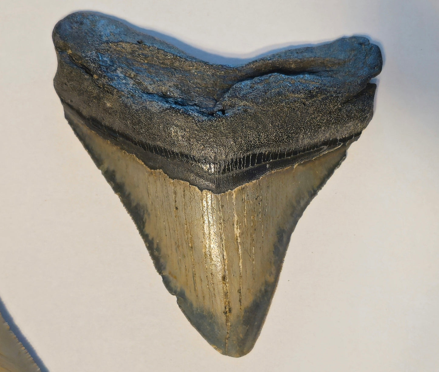 4.08” Megalodon Tooth