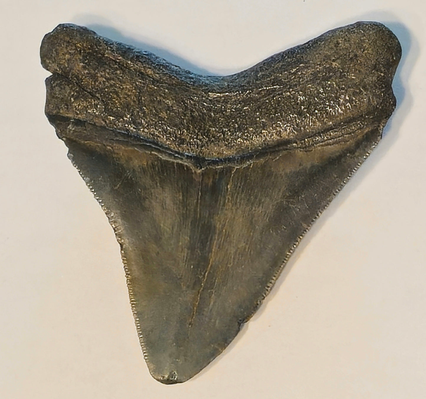 4.08” Megalodon Tooth