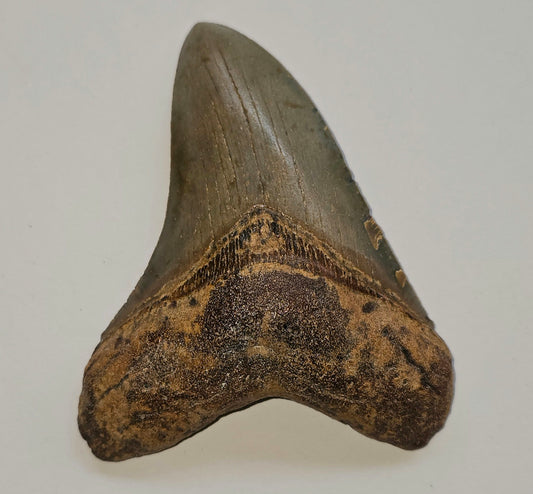 4.82” Megalodon Tooth