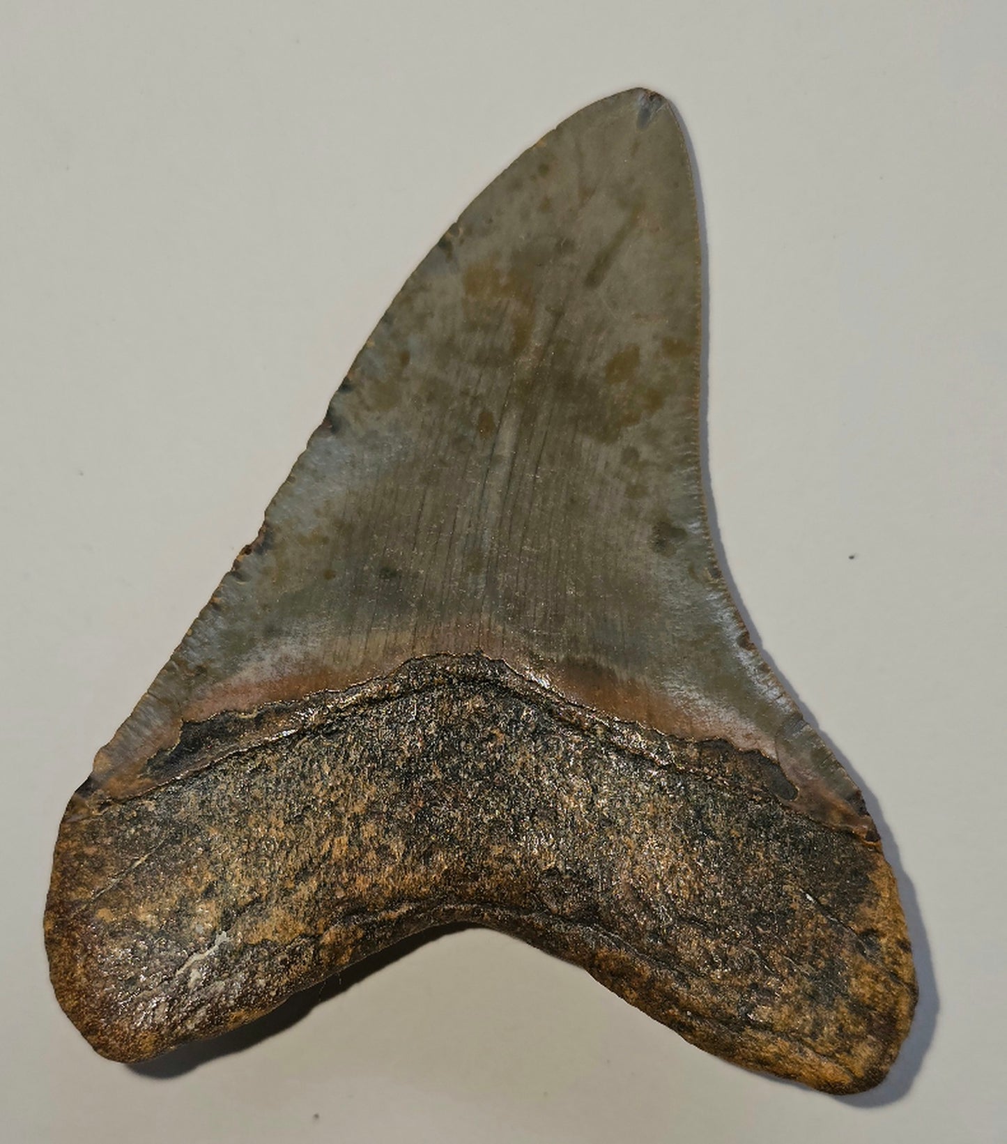 4.82” Megalodon Tooth