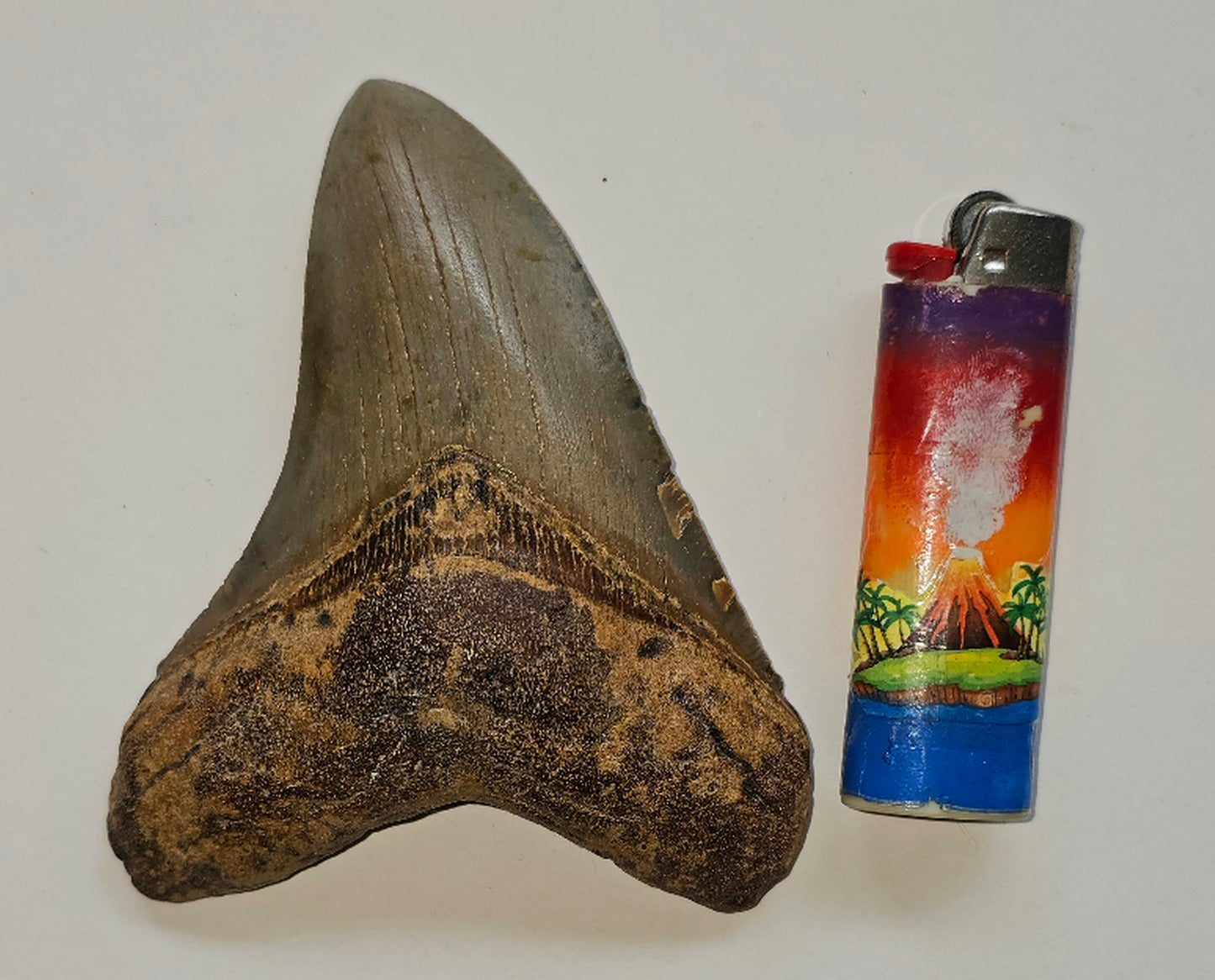 4.82” Megalodon Tooth