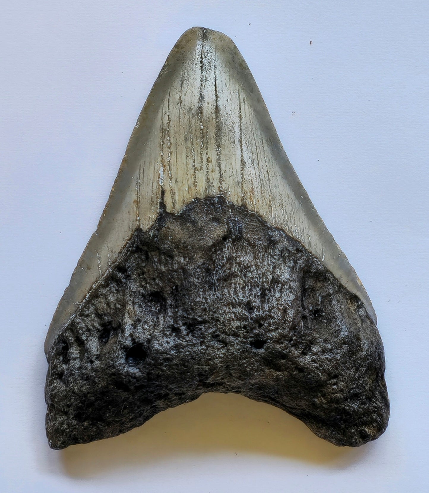 3.62” Megalodon Tooth