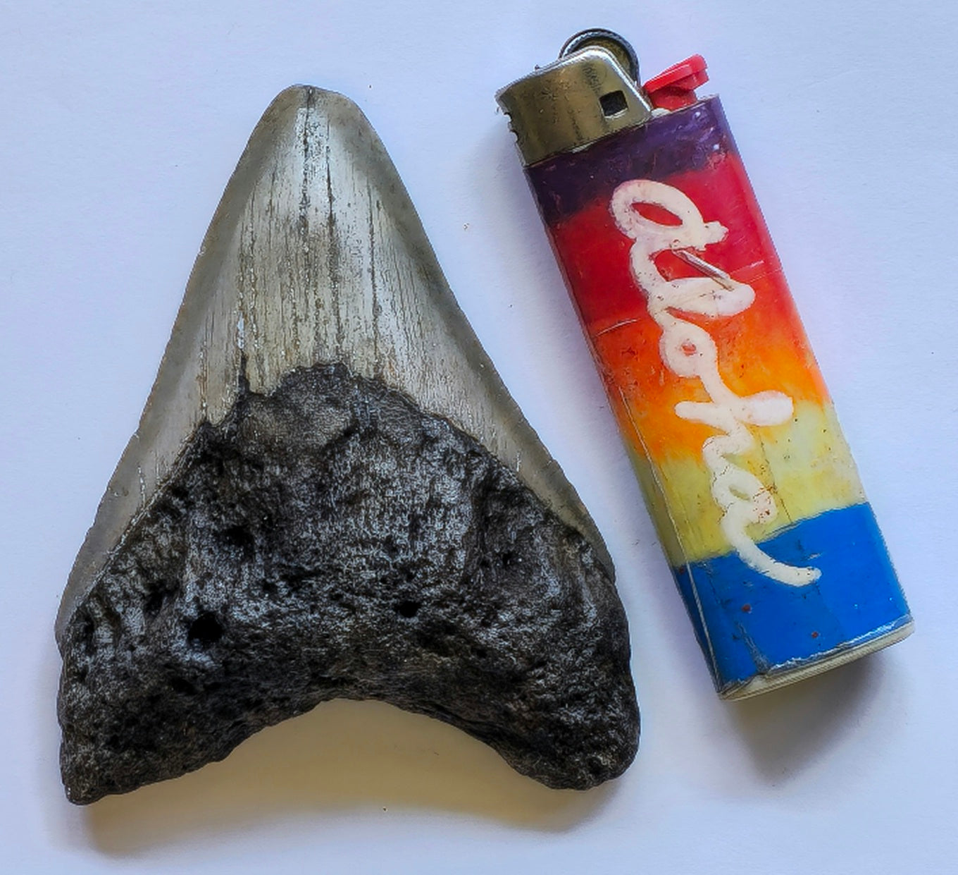 3.62” Megalodon Tooth