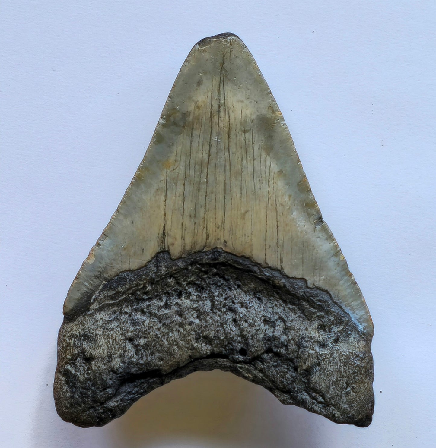 3.62” Megalodon Tooth