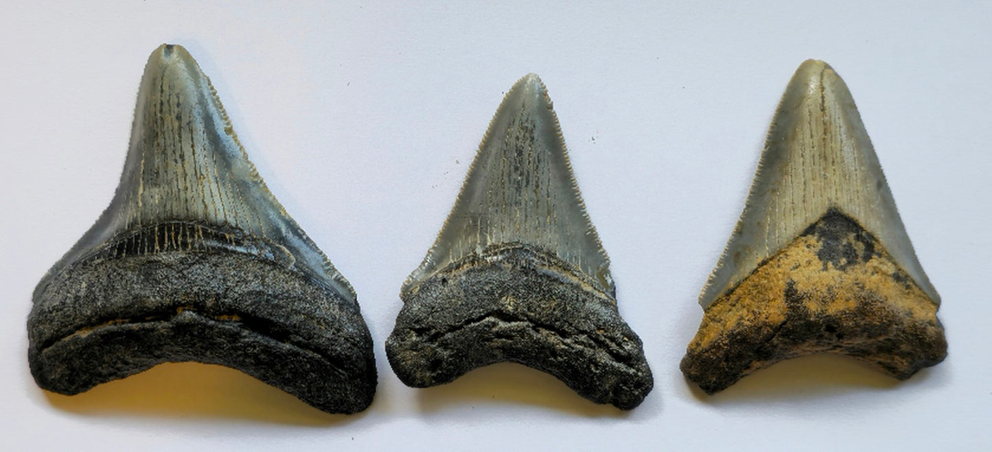 3 Megalodon Tooth Lot