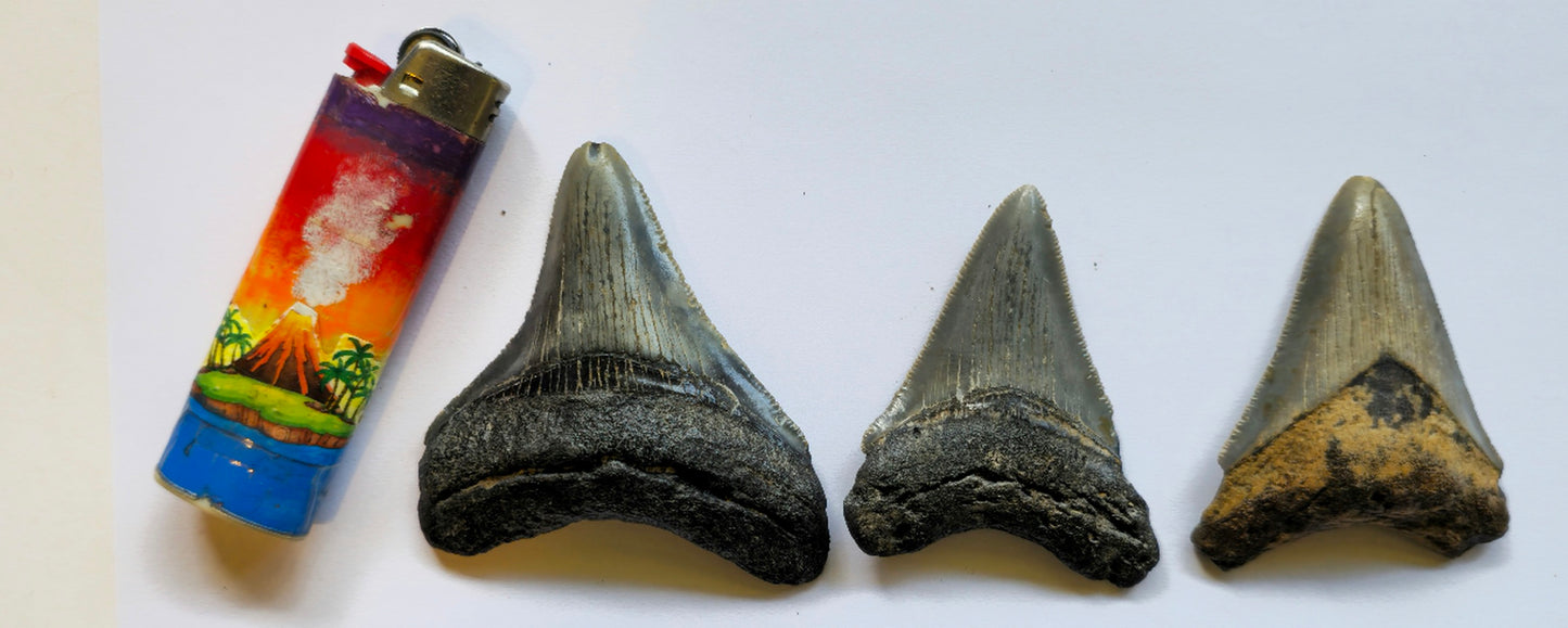 3 Megalodon Tooth Lot