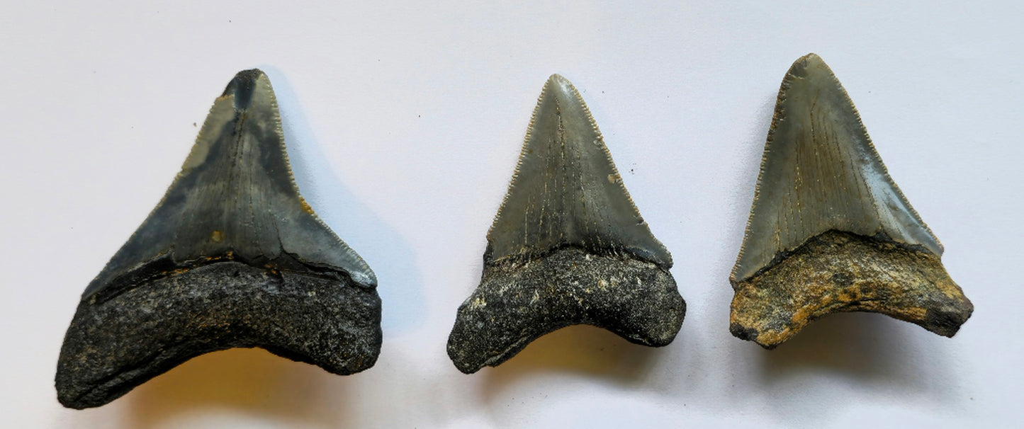 3 Megalodon Tooth Lot