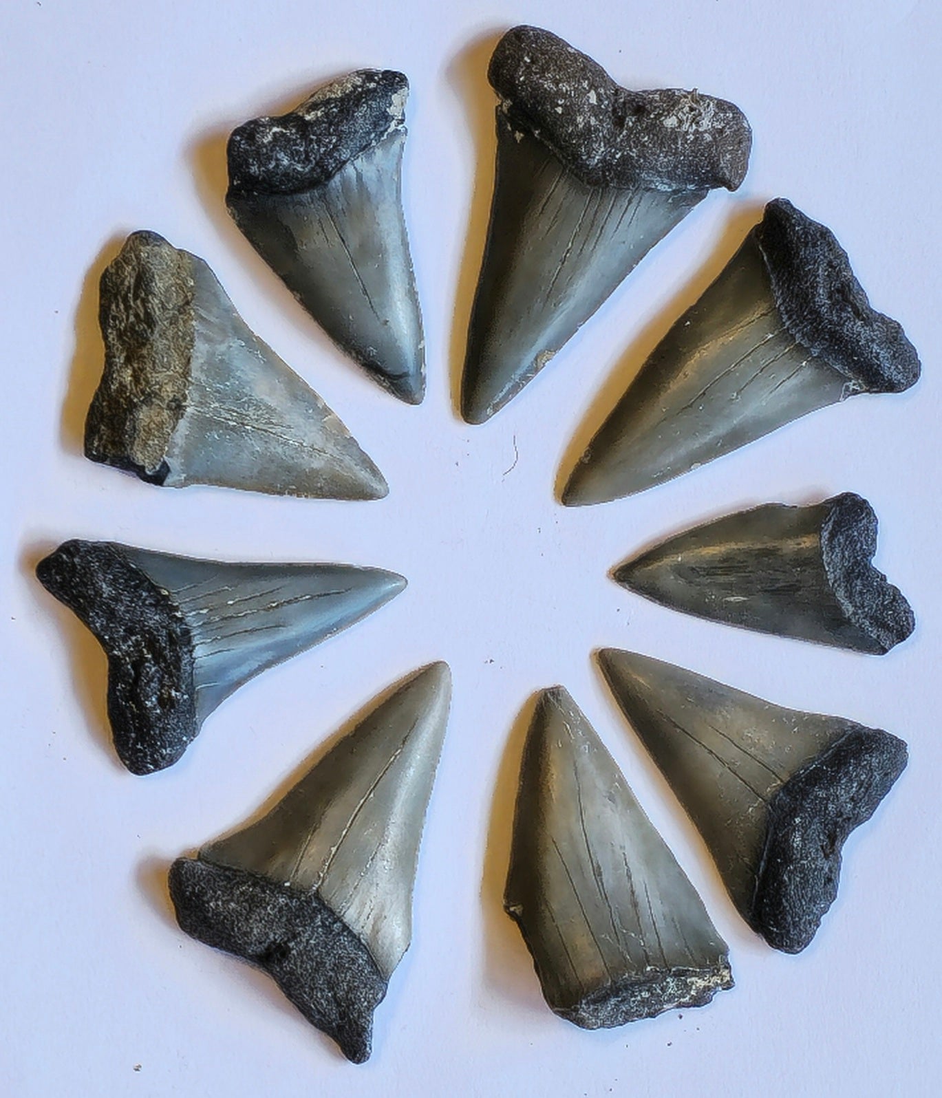 9 Mako Tooth Fossil Lot