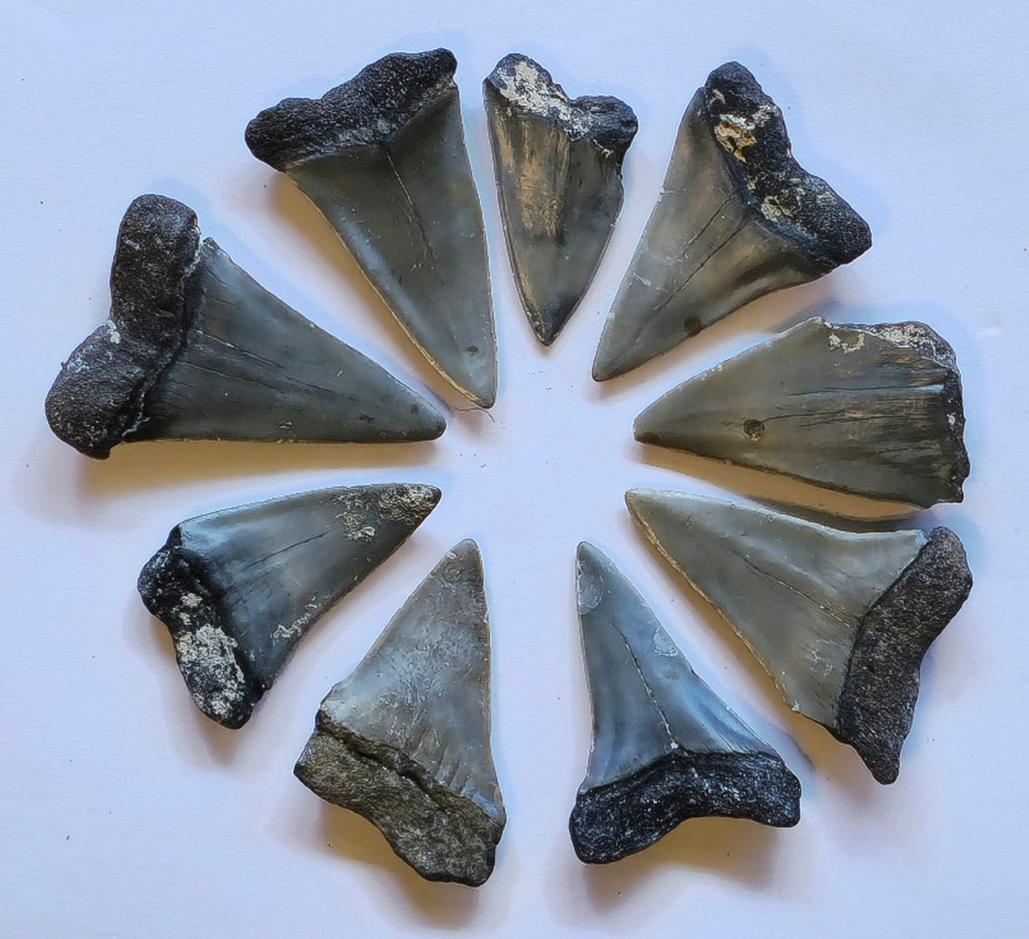 9 Mako Tooth Fossil Lot