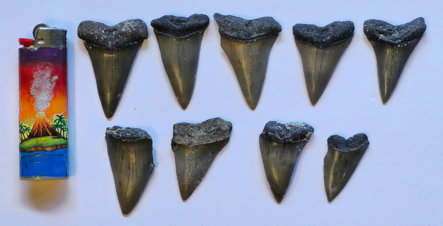 9 Mako Tooth Fossil Lot