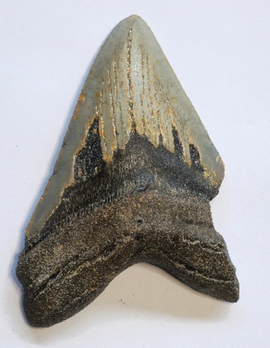 4.15” Megalodon Tooth