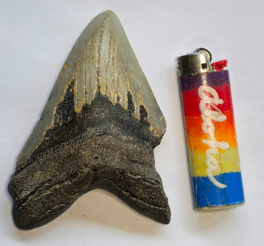 4.15” Megalodon Tooth