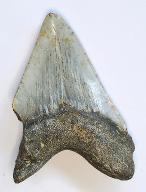 4.15” Megalodon Tooth