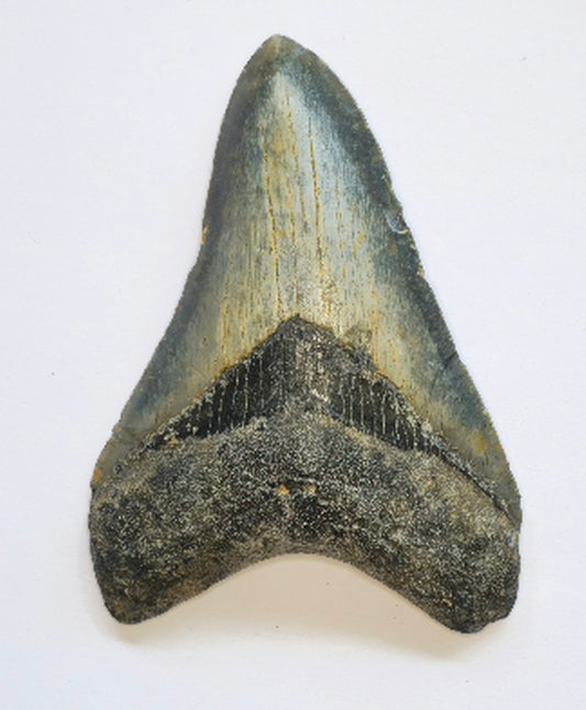 4.15” Megalodon Tooth