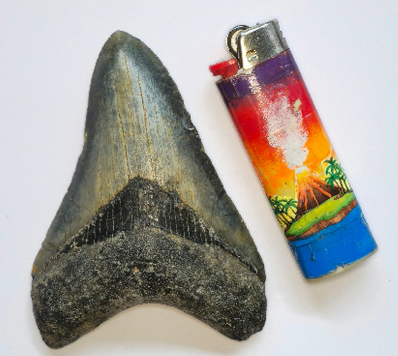 4.15” Megalodon Tooth