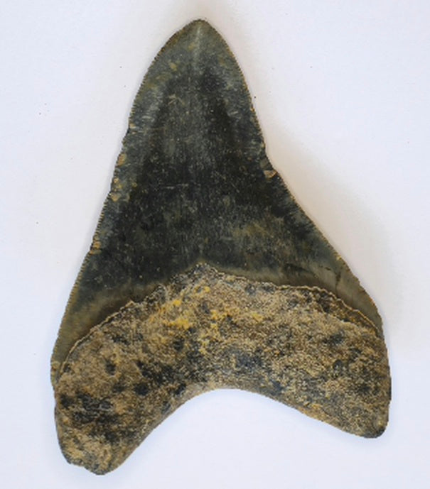 4.15” Megalodon Tooth