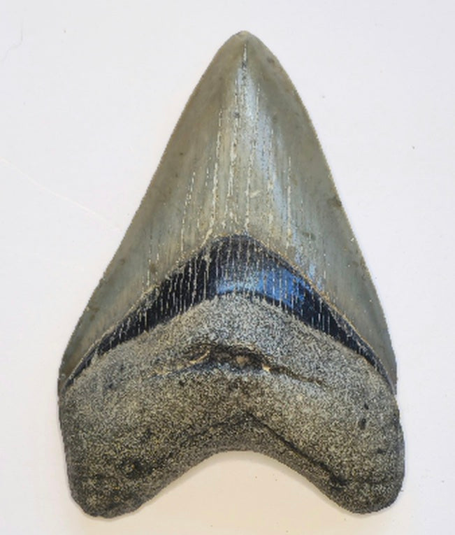 4.17” Megalodon Tooth