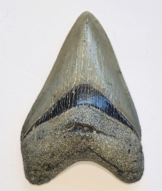 4.17” Megalodon Tooth