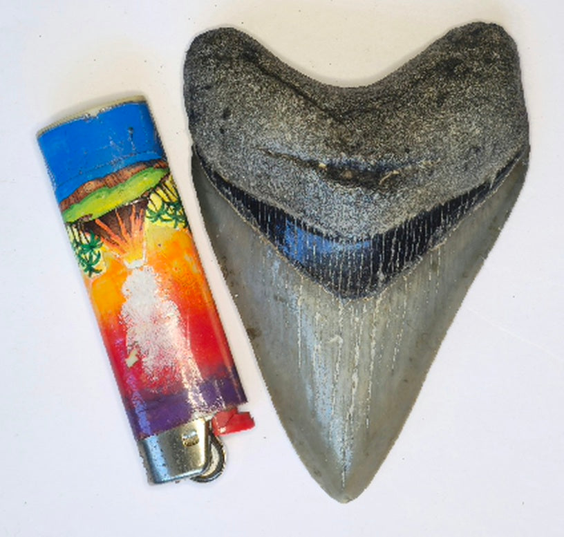 4.17” Megalodon Tooth