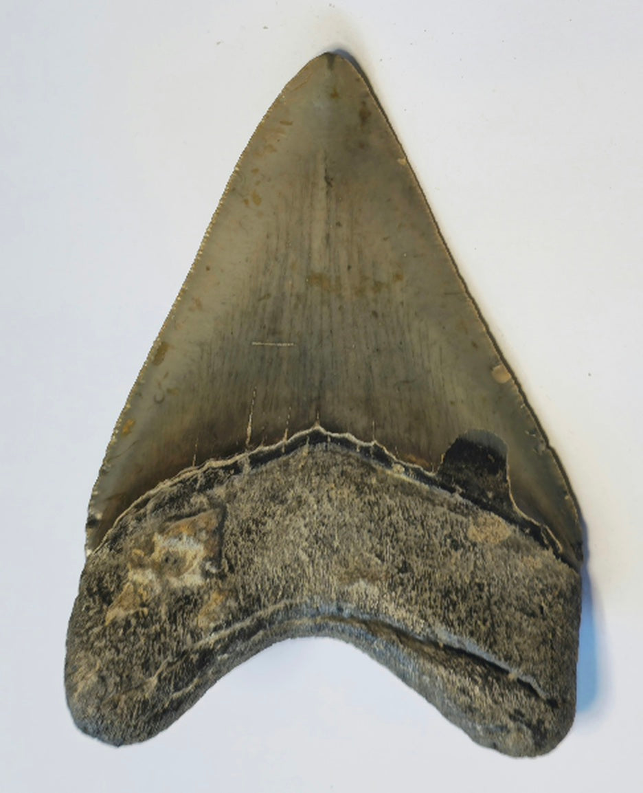 4.17” Megalodon Tooth