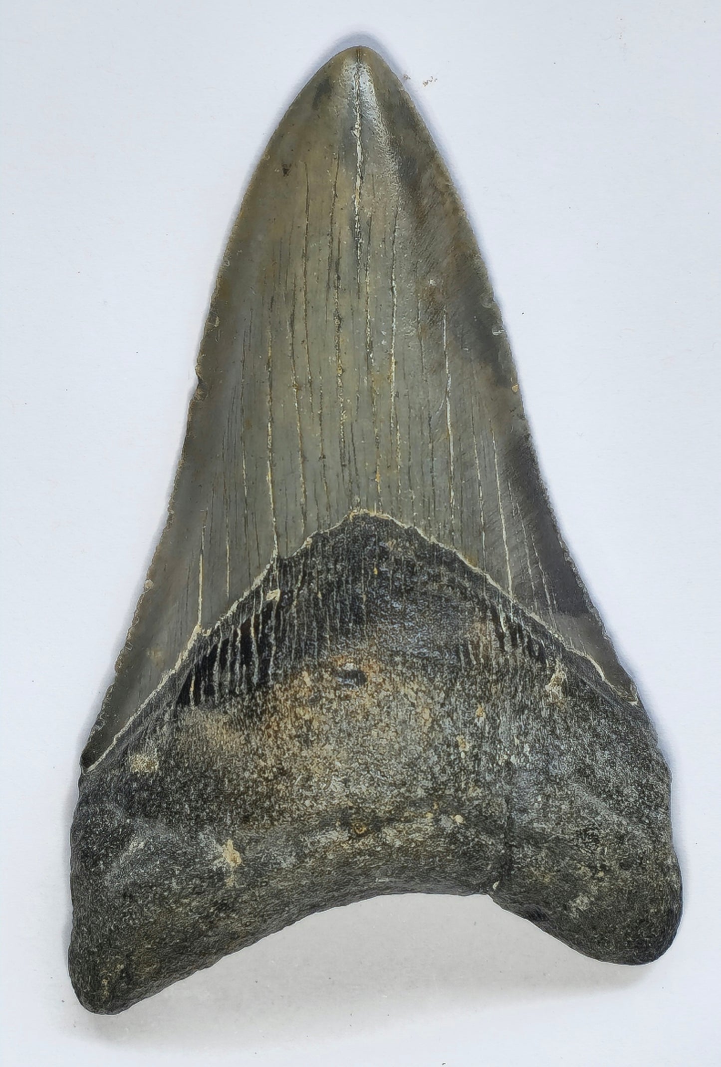 4.10” Megalodon Tooth