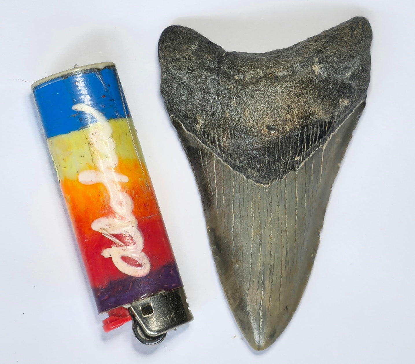 4.10” Megalodon Tooth