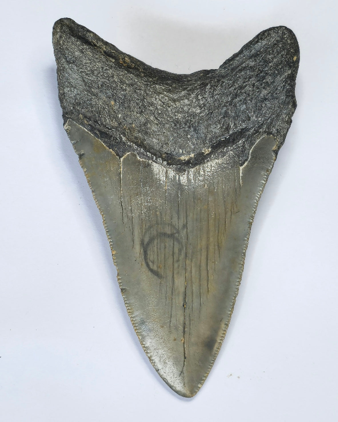 4.10” Megalodon Tooth