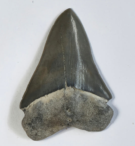 2.35" Giant Mako Tooth Fossil