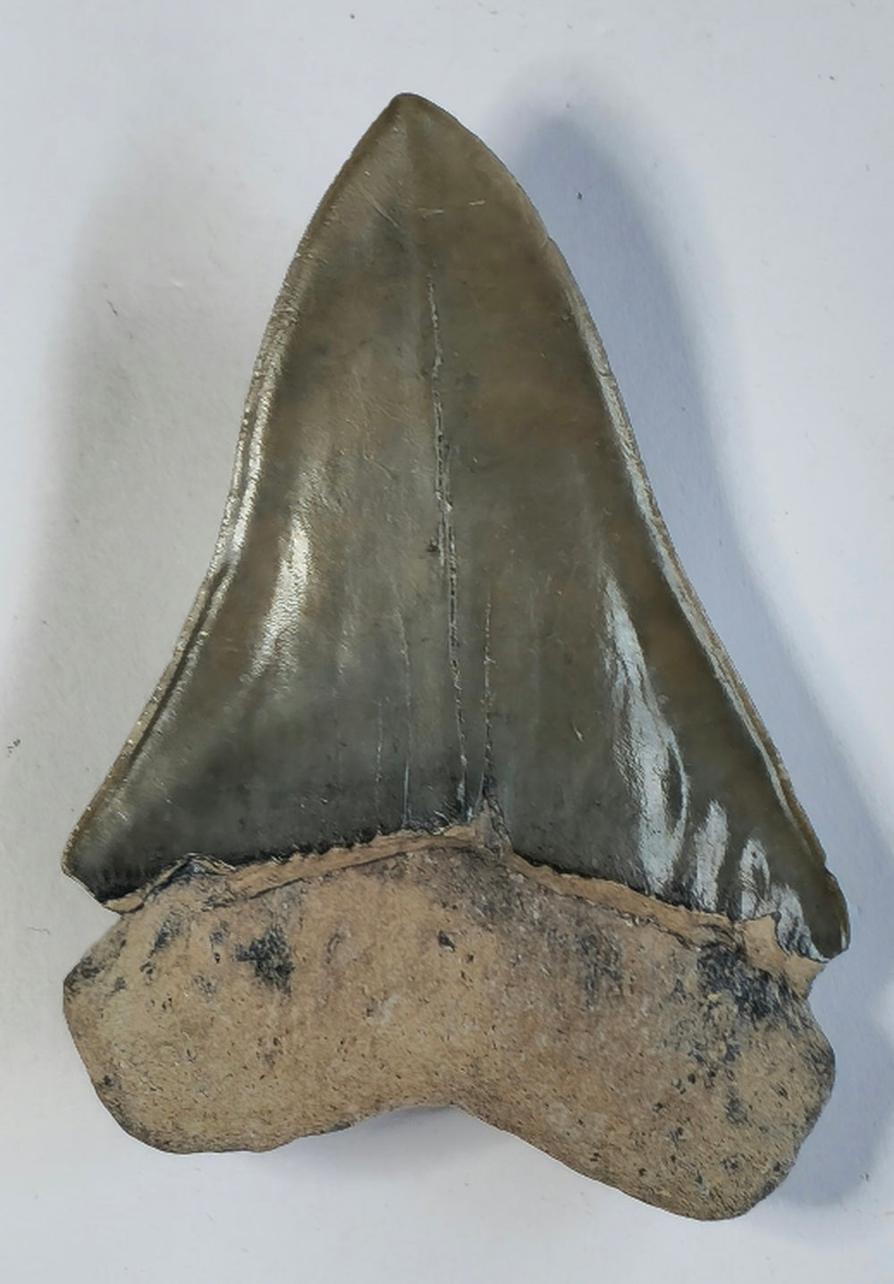 2.35" Giant Mako Tooth Fossil