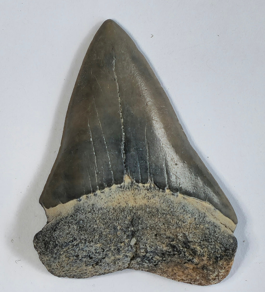 2.30" Giant Mako Tooth Fossil