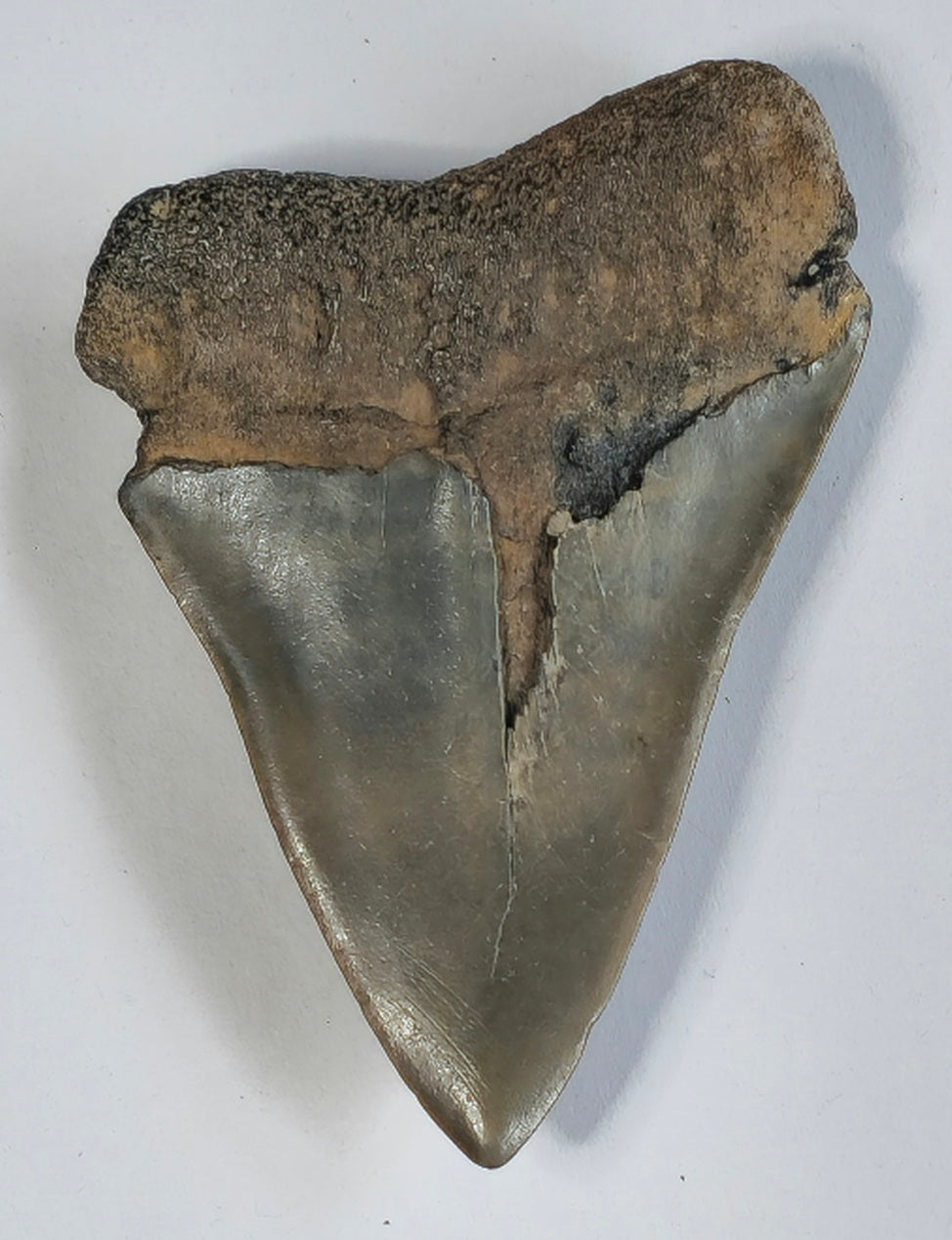 2.30" Giant Mako Tooth Fossil