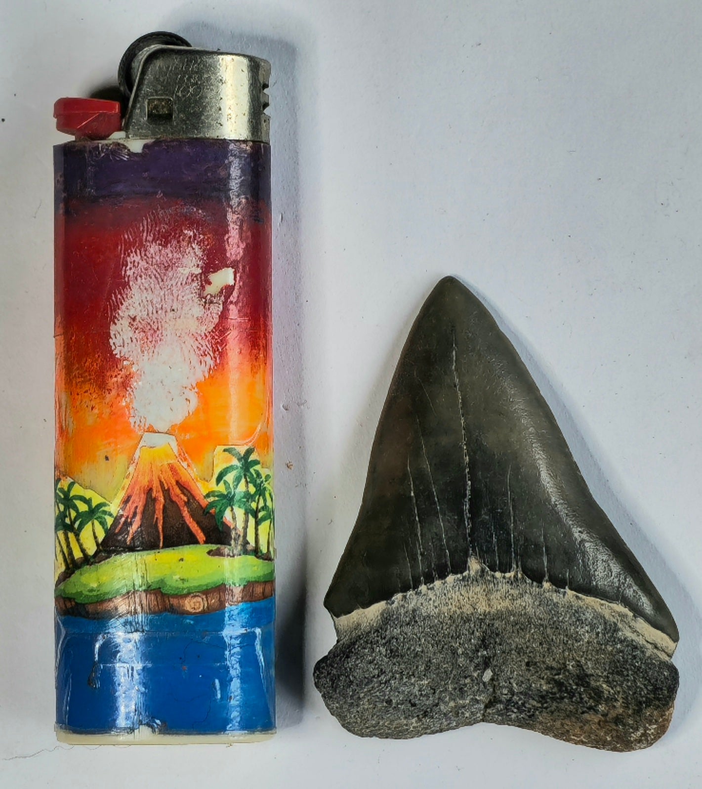 2.30" Giant Mako Tooth Fossil