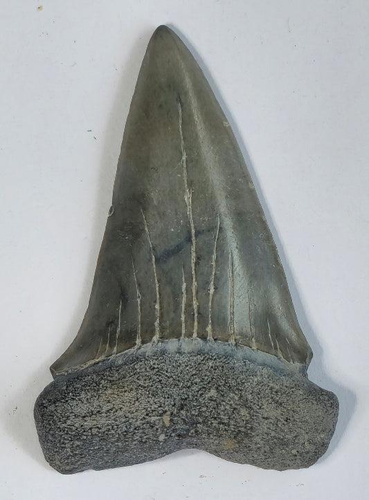 2.42" Giant Mako Tooth Fossil