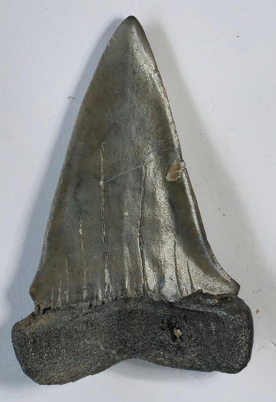 2.42" Giant Mako Tooth Fossil