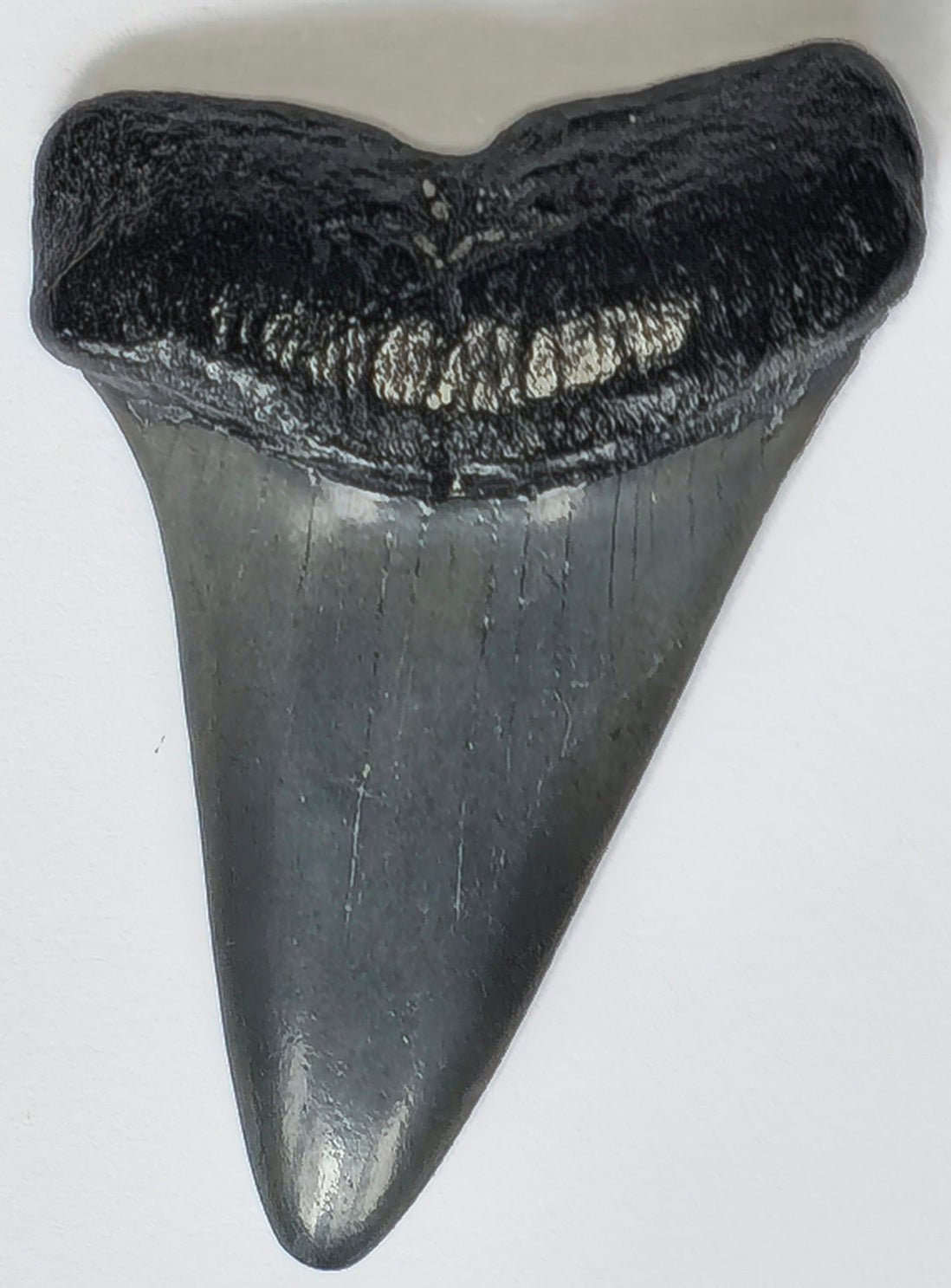 2.34" Giant Mako Tooth Fossil