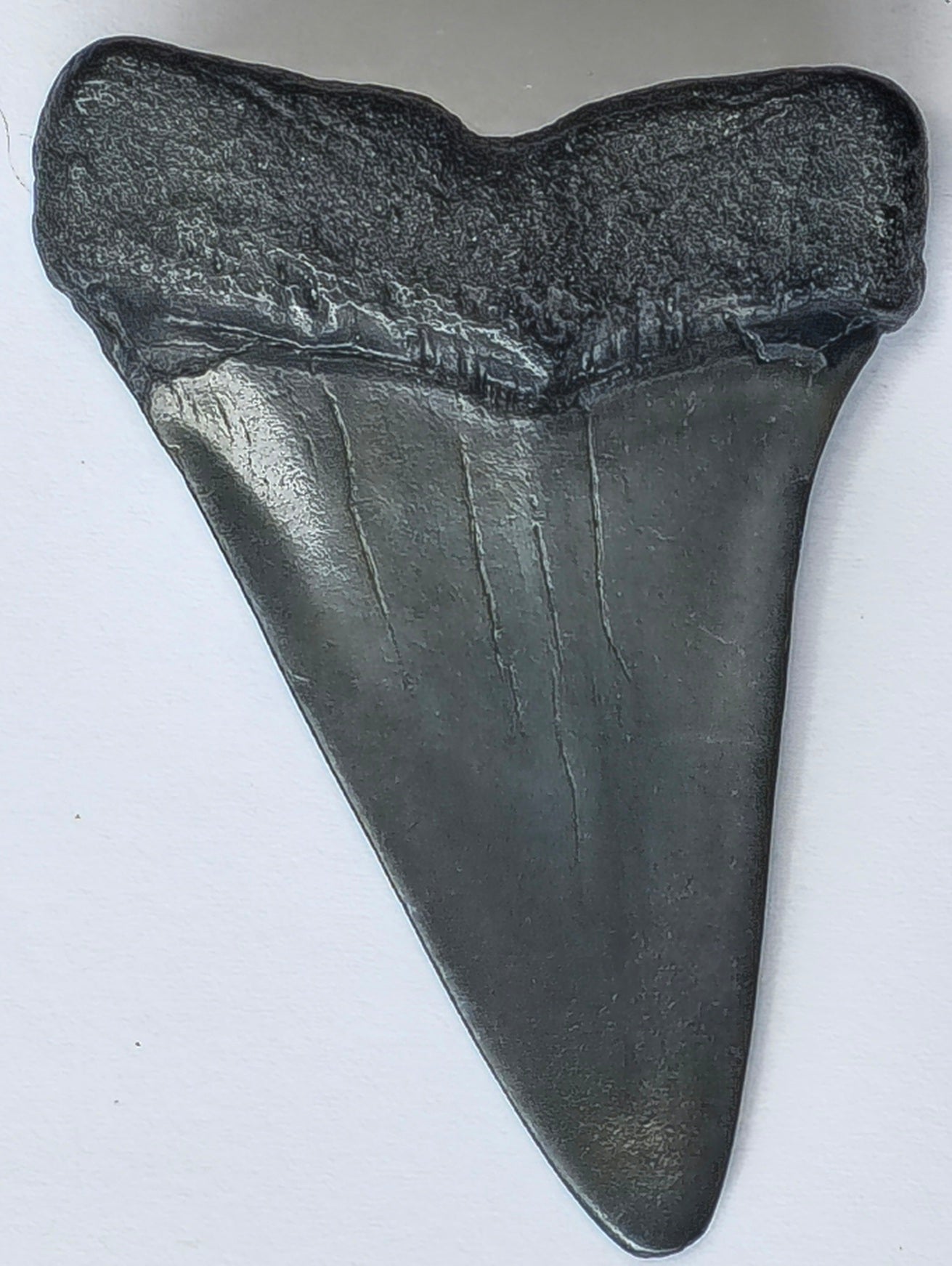 2.34" Giant Mako Tooth Fossil