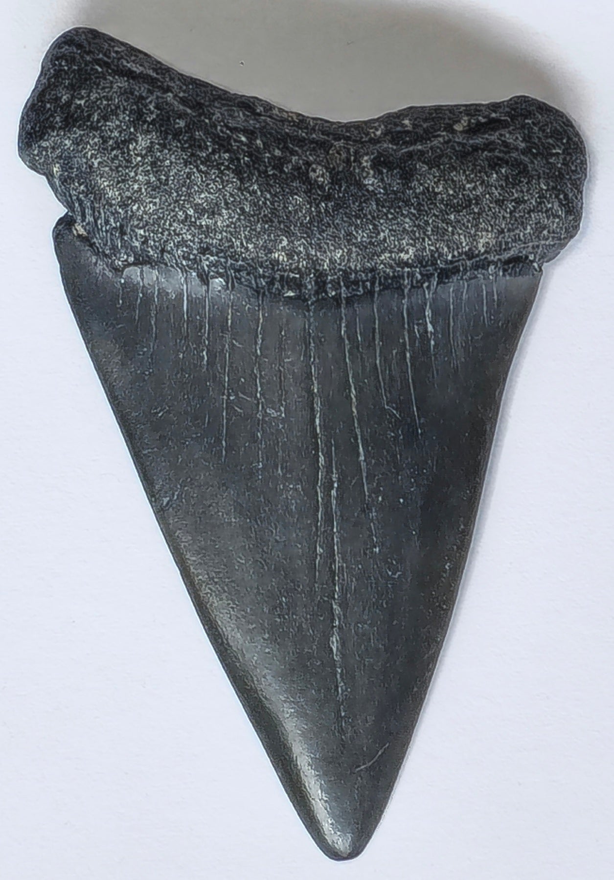 2.33" Giant Mako Tooth Fossil