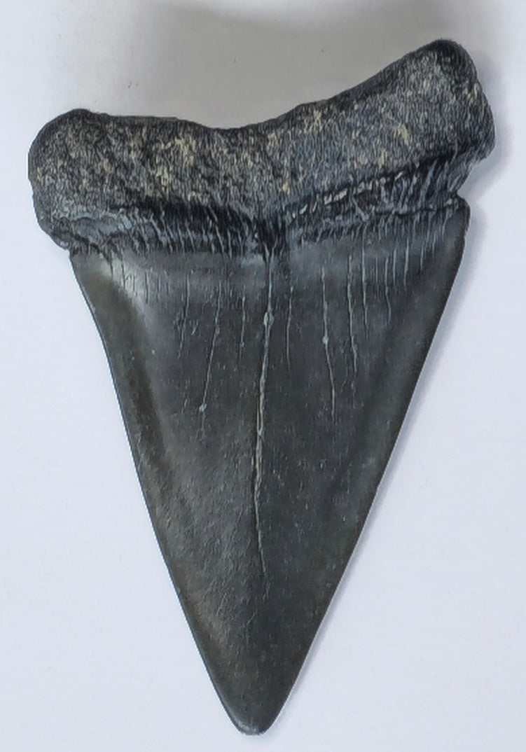 2.33" Giant Mako Tooth Fossil