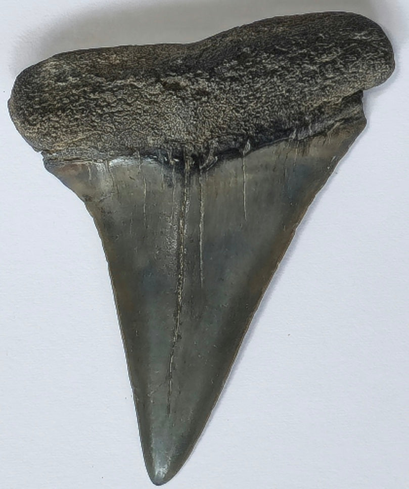 2.35" Giant Mako Tooth Fossil