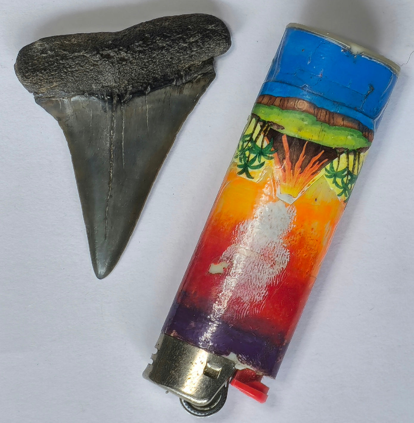 2.35" Giant Mako Tooth Fossil