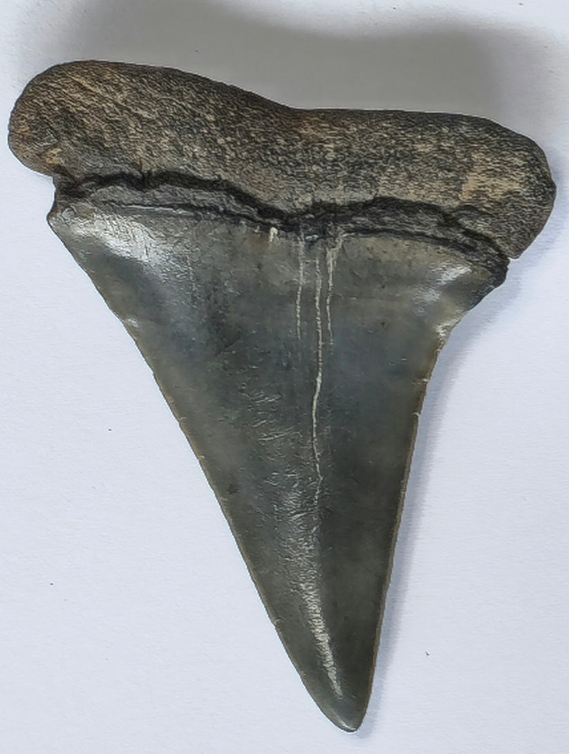 2.35" Giant Mako Tooth Fossil