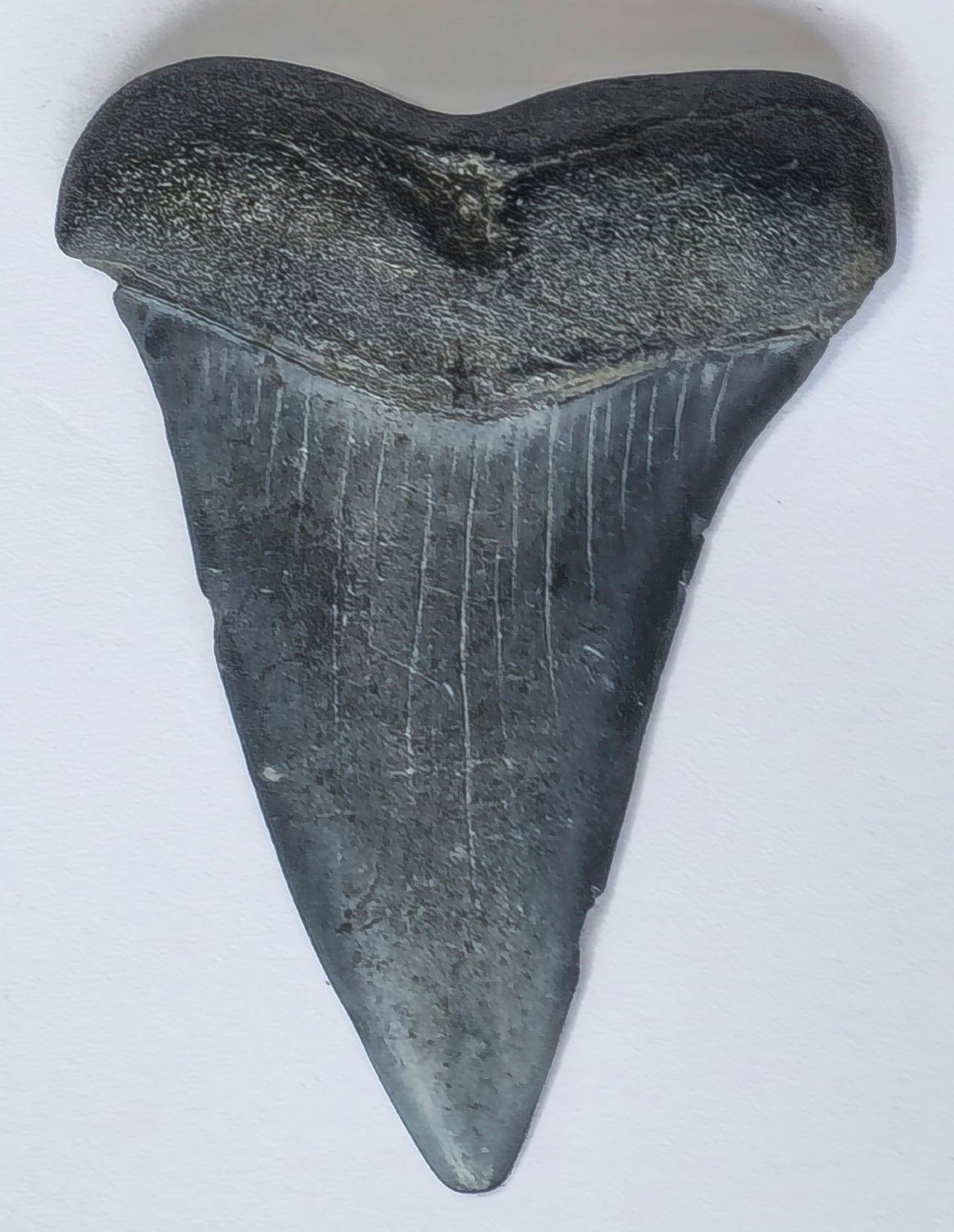 2.22" Giant Mako Tooth Fossil