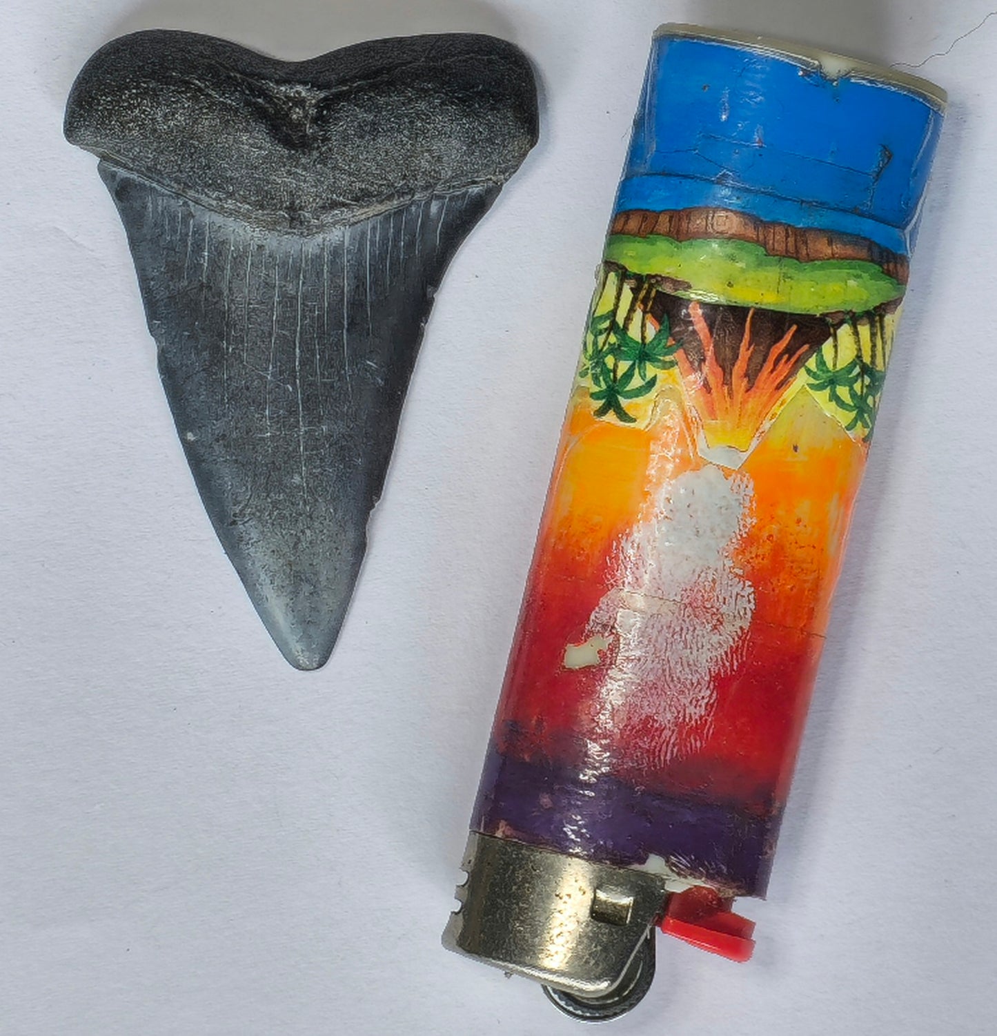 2.22" Giant Mako Tooth Fossil