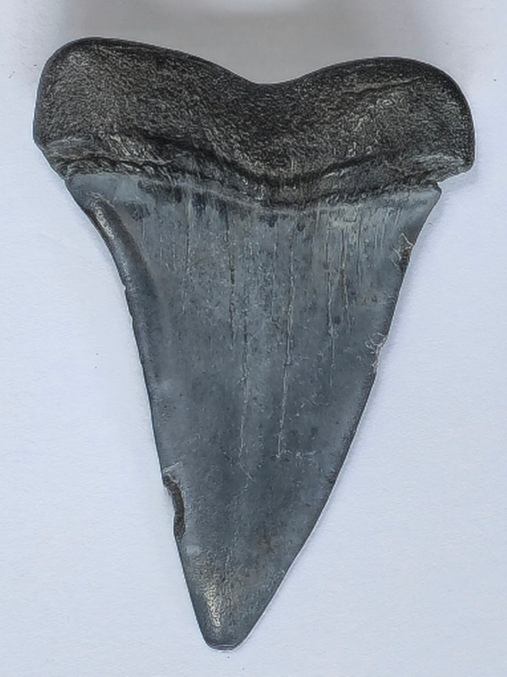 2.22" Giant Mako Tooth Fossil