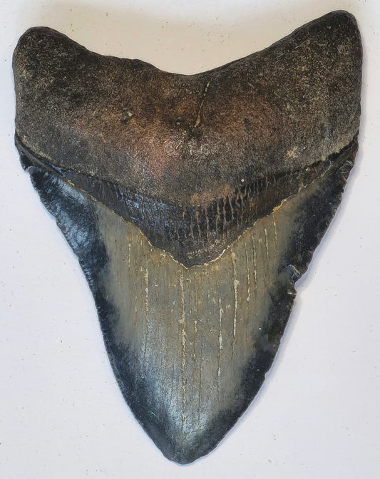 4.12” Megalodon Tooth Fossil